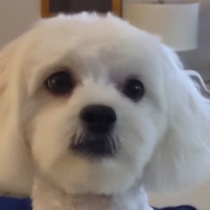 Meet your Posher, Linda